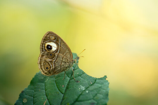 Malabar Glad-eye Bushbrown scintifically known as Mycalesis patnia resting on a leaf, showcasing its intricate wing patterns and striking eyespots. A beautiful example of camouflage and natural artist