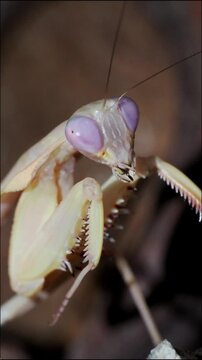 Macro vid&eacute;o d&rsquo;une mante bouclier Rhombodera kirbyi en pleine toilette, nettoyant ses pattes ravisseuses