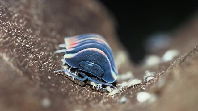 Macro vid&eacute;o de cloportes tropicaux Merulanella sp. &ldquo;Ember Bee&rdquo;, isopodes color&eacute;s aux reflets bleu sombre et orang&eacute;s