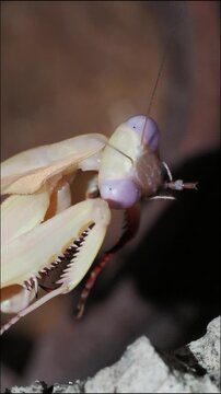 Macro vid&eacute;o d&rsquo;une mante bouclier Rhombodera kirbyi en pleine toilette, nettoyant ses pattes ravisseuses