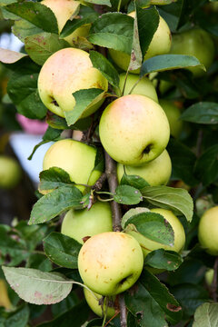 Yellow-green golden delicious apples with pink blush grow on tree branch surrounded by lush leaves in organic farming orchard.