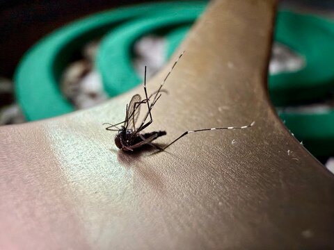 蚊の死骸と蚊取り線香