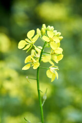 Bright yellow wild mustard flower blooms on green background. Sinapis arvensis plant stands out in macro photography. Springtime nature detail shows fresh plant with soft bokeh. © R_Yosha