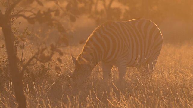 Zebra in golden sunrise light in the Kalahari