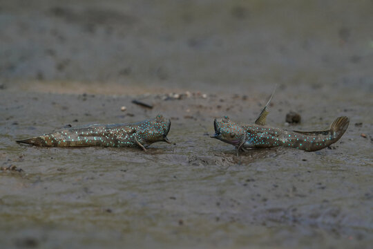mudskipper, crab, animal interaction, wildlife interaction, mangrove, mudflat, animal behavior, confrontation, two mudskippers, fighting, aggressive behavior, territorial behavior, amphibious fish, wi