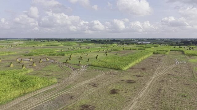 Drone footage moves forward over jute fields with upright harvested jute bundles and uncut plants, while distant river water, open sky, and clouds remain visible in the rural landscape.