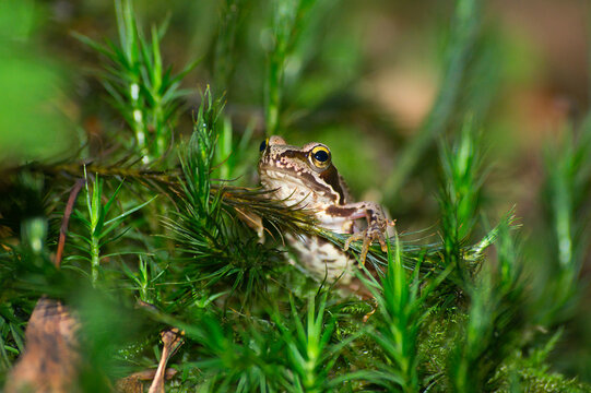 Close-up of a young European grass frog resting between moss in the forest | Rana temporaria