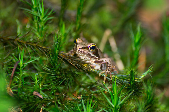 Close-up of a young European grass frog resting between moss in the forest | Rana temporaria
