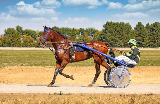 Side View of Harness Racing Trotter Horse and Driver in Sulky Cart on Racetrack