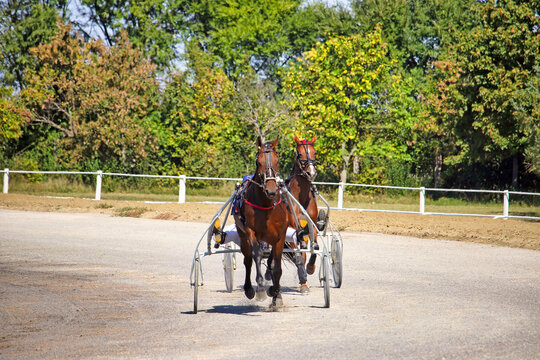 Two Harness Racing Trotter Horses with Sulky Carts Competing on Racetrack
