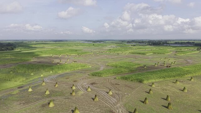 Ascending drone footage reveals jute fields with upright harvested bundles and uncut plants, with distant river water, open sky, and clouds across the surrounding rural landscape below.