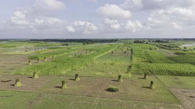 Drone view reveals jute fields with harvested bundles standing upright beside uncut plants, while distant river water, open sky, clouds and surrounding rural farmland remain visible.