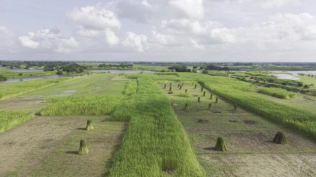 Aerial footage shows jute fields with upright bundles of harvested jute and some uncut plants, while distant river water, open sky, and clouds form the rural background landscape.