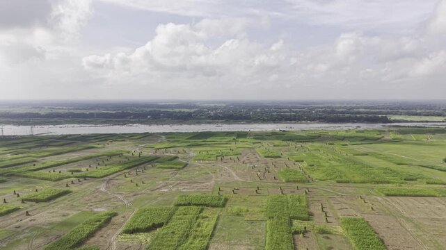 Drone footage moves forward over jute fields with upright harvested jute bundles and uncut plants, while distant river water, open sky, and clouds remain visible in the rural landscape.
