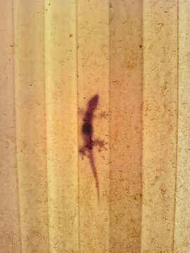 Lizard shadow on old wood texture