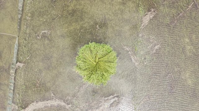 Slow ascending drone footage keeps a standing bundle of harvested jute as the main subject, revealing surrounding waterlogged farmland, field patterns and rural agricultural scenery.
