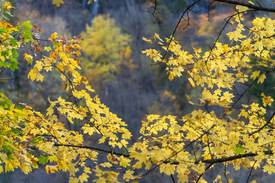 Layers of seasonal color set yellow foreground leaves against a softly wooded valley slope near Dalen, Telemark, giving the autumn landscape depth and a clear connection between tree and forest.