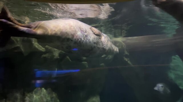 Harbor seal swimming gracefully underwater in a large aquarium tank with rocks and blue water.