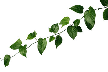 Fototapeta premium Curved Green Vine Branch with Leaves
