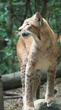 lynx in the zoo