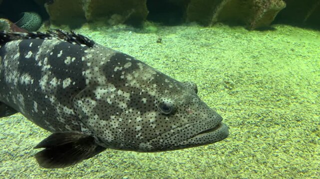 Large spotted grouper fish swimming close to the sandy bottom inside a dimly lit aquarium tank.