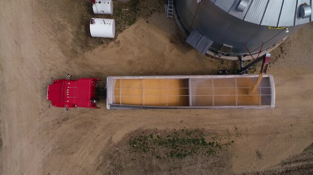 Overhead view of grain auger pouring corn from farm silo into open trailer during harvest yard loading