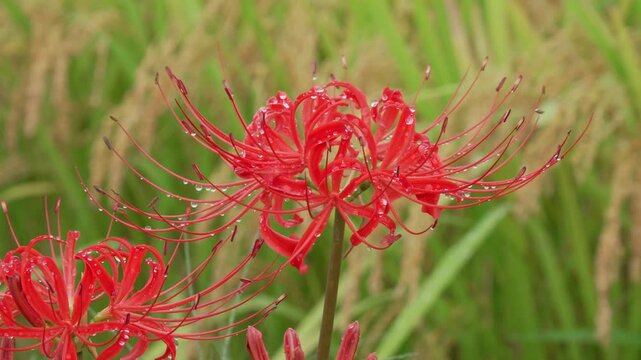 実った稲穂をバックにした水滴のついた彼岸花