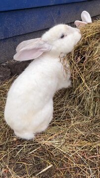 White rabbits eating dry grass in the farm. Zoom in, slow motion.
