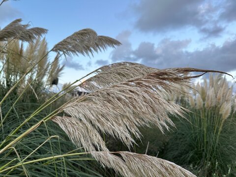 Pampas grass plumes bending in the wind against a dramatic cloudy sky, with dense ornamental grasses in the background.