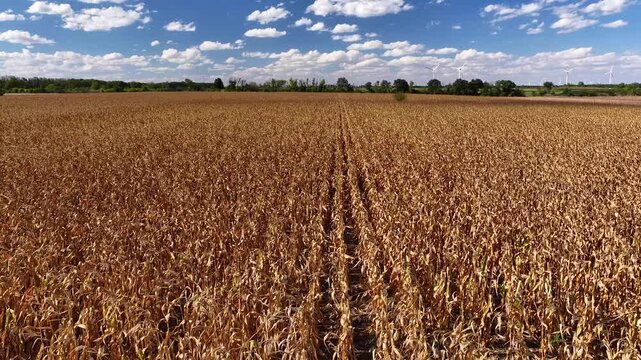 Aerial drone view over a vast golden cornfield stretching toward the horizon, showcasing ripe crops, agricultural patterns and a peaceful rural landscape beneath a bright blue sky.