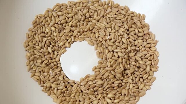 Overhead ring of whole grain wheat kernels on white ceramic dish with central empty space, dry texture and defined circular arrangement