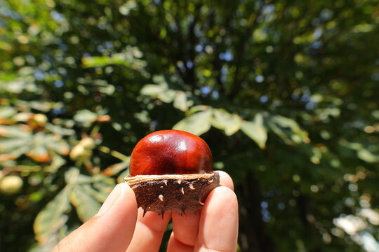 Hand holding a shiny horse chestnut conker in its split spiky husk under an autumn tree