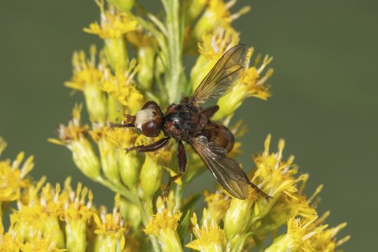 Broad-fronted bladderwrack (Sicus ferrugineus) on canada goldenrod (Solidago canadensis), Baden-W&uuml;rttemberg, Germany