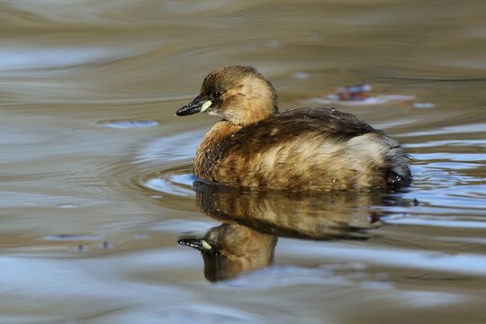 Little grebe (Tachybaptus ruficollis), plain dress, swimming on a pond, Wiesbaden, Hesse, Germany