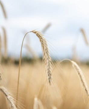 Ears of corn in a field, rye (Secale cereale L.) Petkuser short straw, traditional agricultural cultivation, Open-air museum Dom&auml;ne Dahlem, Berlin, Germany
