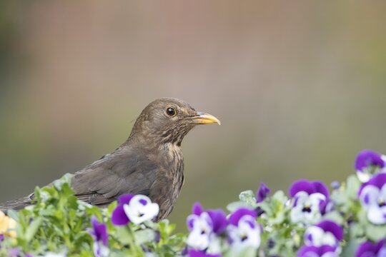 European blackbird (Turdus merula) adult male garden bird in a flower pot with pansy and viola flowers in spring, Suffolk, England, United Kingdom