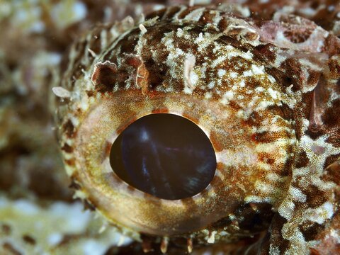 Close-up of an eye with brown texture of Fringed Scorpionfish (Scorpaenopsis oxycephalus, dive site Pidada, Penyapangan, Bali, Indonesia
