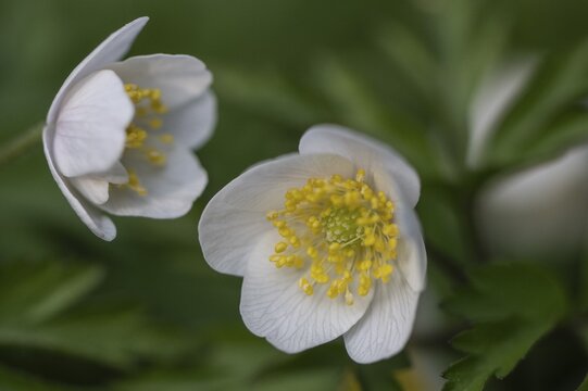 Wood anemone (Anemone nemorosa), Emsland, Lower Saxony, Germany