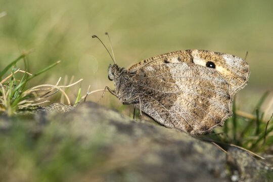 Alpine Witch, Mountain Witch, Chazara Briseis, Hermit, Steppe Porter, Butterfly, Insects, Butterfly, Butterflies