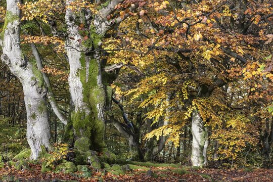Old copper beeches (Fagus sylvatica) in the Hutewald Halloh, Hesse, Lower Saxony