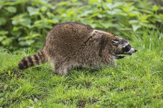 Raccoon (Procyon lotor), captive, Saarland, Germany