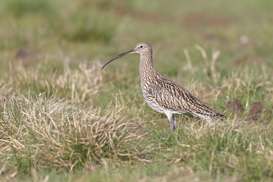 Eurasian curlew (Numenius arquata), foraging in a meadow, wildlife, animals, birds, snipe family, Lembruch, Ochsen Moor, D&uuml;mmer nature park Park, Lower Saxony, Germany