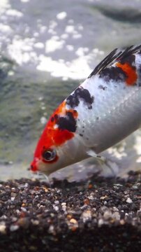 Vertical macro close up shot of a spotty red and white koi fish searching for food on bottom gravel bed.