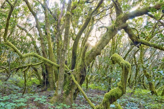 Huge trees covered with moss in the forest, laurel forest, La Laguna Grande, Garajonay National Park, UNESCO World Heritage Site, Biosphere Reserve, La Gomera, Canary Islands, Spain