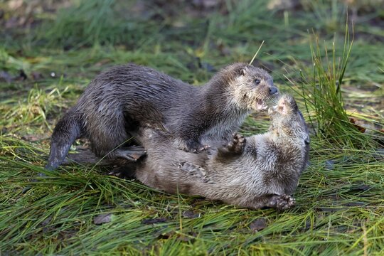 Two young european otter (Lutra lutra), playing in a meadow, captive