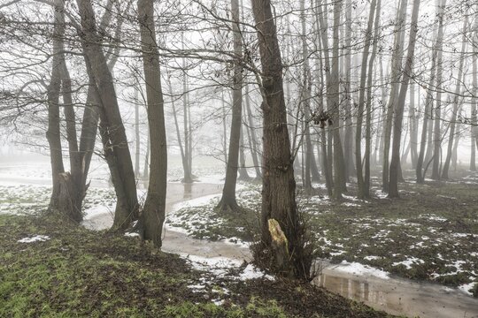 Black alder (Alnus glutinosa) in a misty floodplain landscape, Emsland, Lower Saxony, Germany