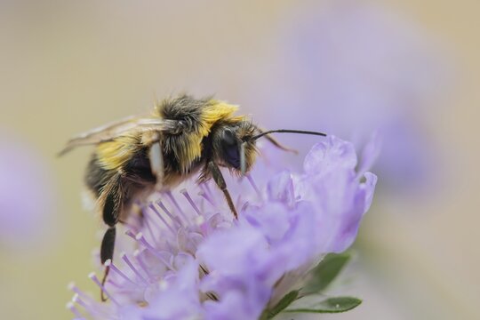 Buff tailed bumblebee (Bombus terrestris) adult bee insect feeding on a Field scabious flower in summer, England, United Kingdom