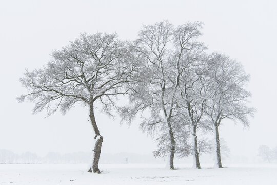 Snow-covered oak trees in a misty winter landscape, Lower Saxony, Germany