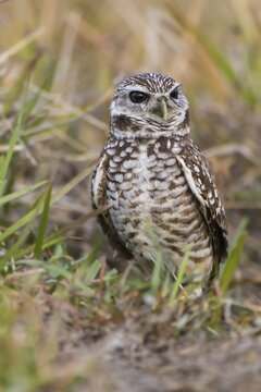 Burrowing owl (Athene cunicularia), Florida, USA