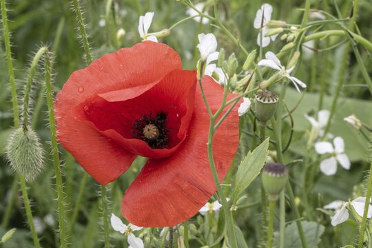Corn poppy (Papaver rhoeas), Emsland, Lower Saxony, Germany